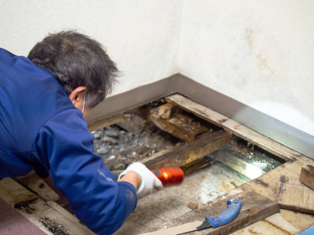 Best Black Mold Remediation in Indian Trail, NC