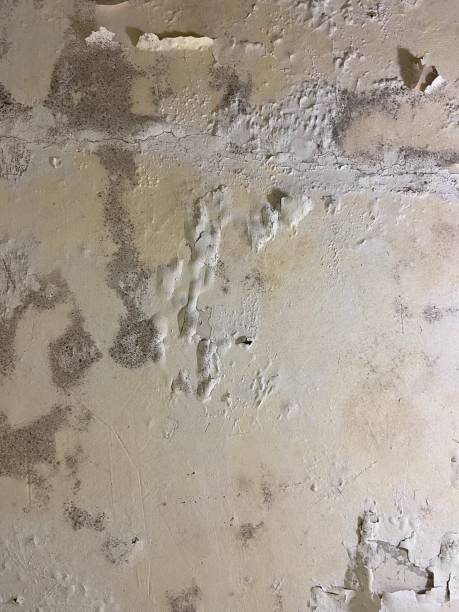 Best Mold Remediation for Specific Building Types in Indian Trail, NC